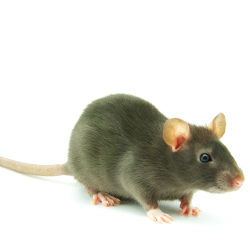Rat