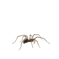 Araignée